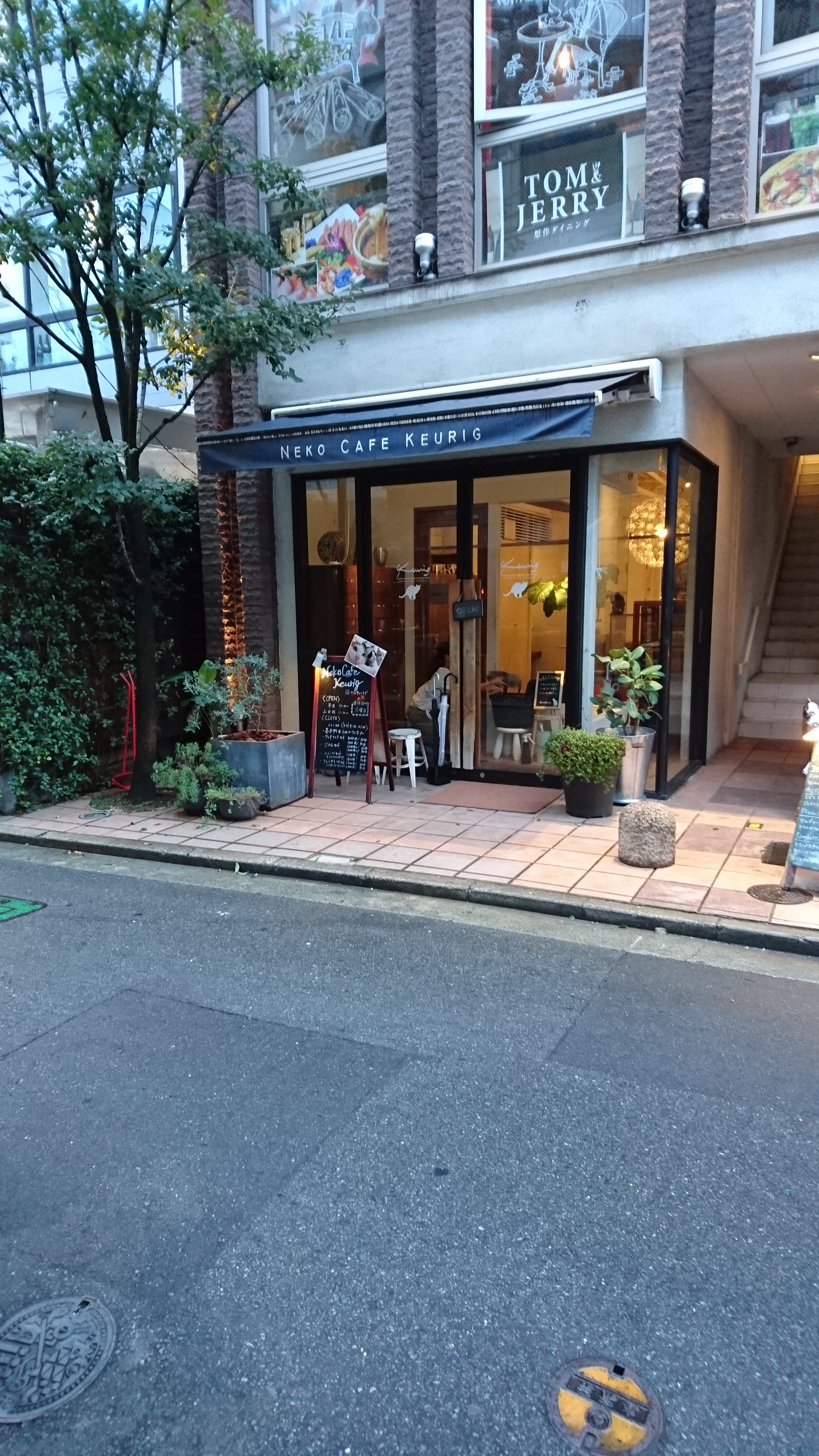 福岡の大名にある猫カフェ キューリグに行ったら癒されすぎた あにプログ